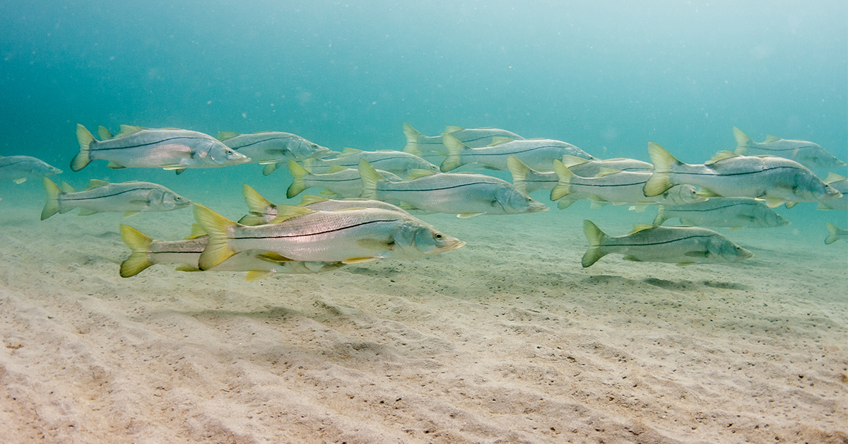 School of snook on the bottom