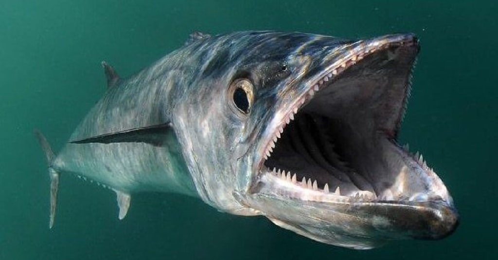 nearshore fishing 101