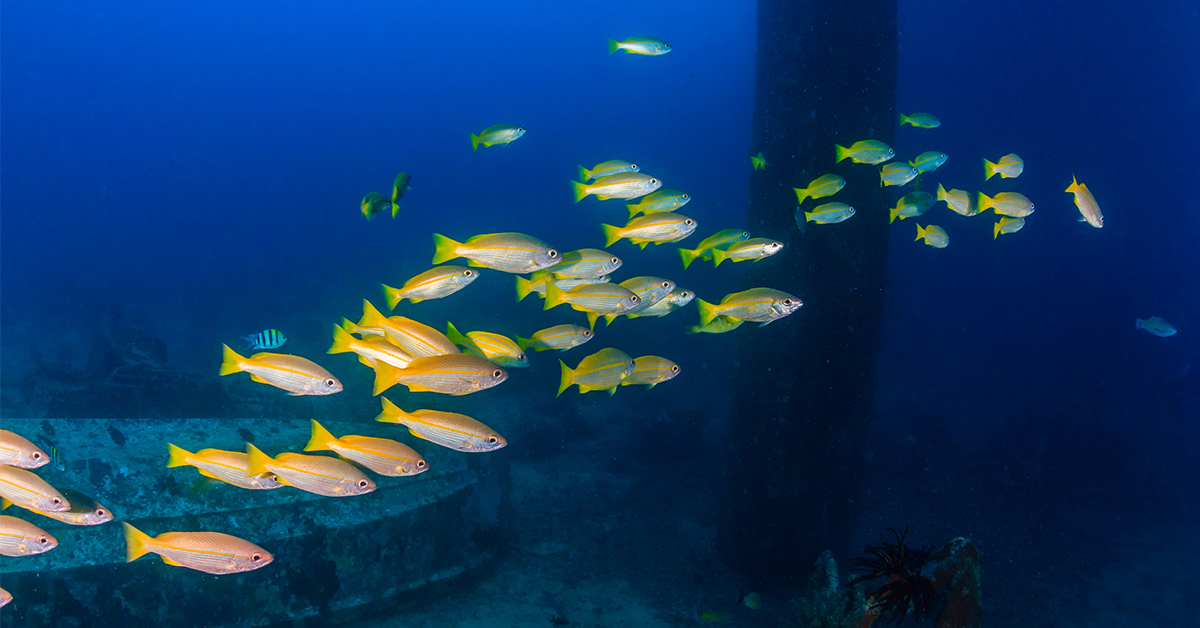 Yellowtail Snapper on Louisiana Artificial Reef