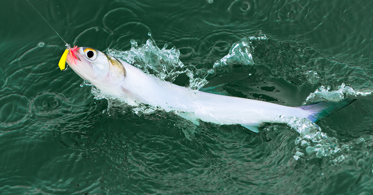 ladyfish for shark bait