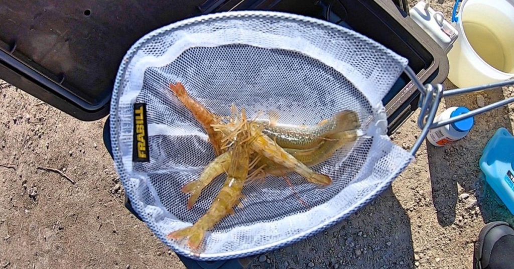 keep live bait alive longer