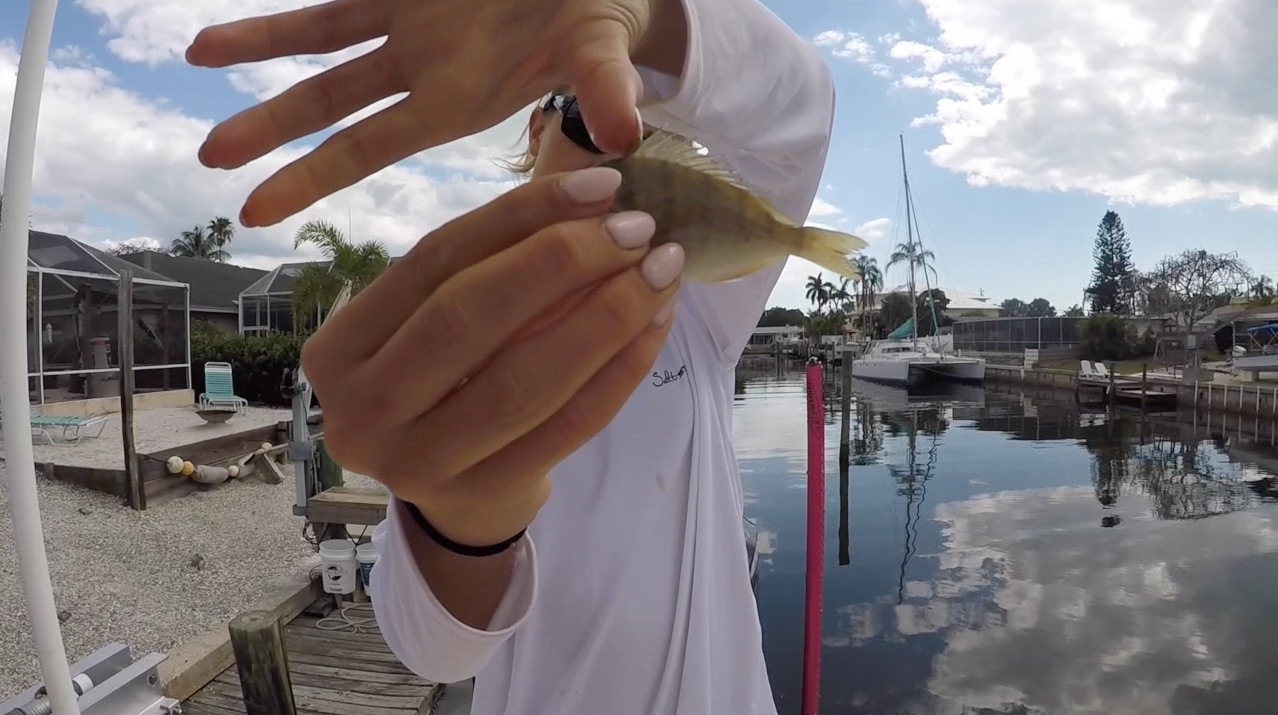 live bait pinfish