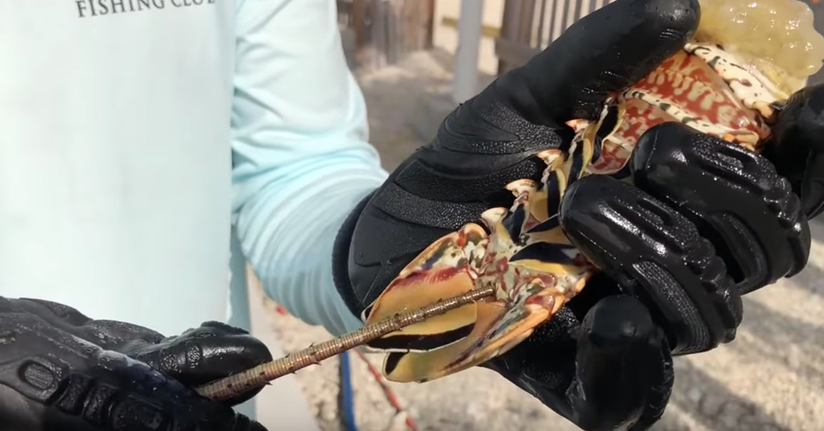 de-vain a lobster tail