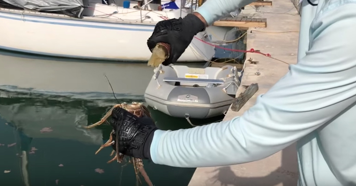 How to clean a lobster tail