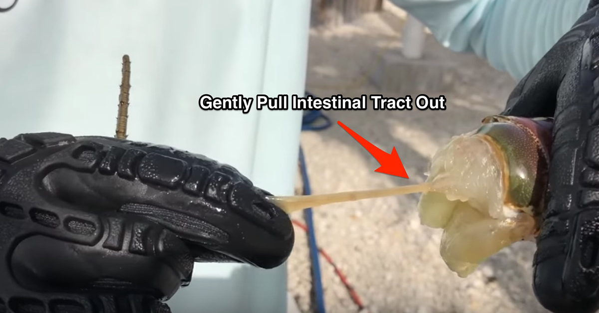 clean a lobster tail