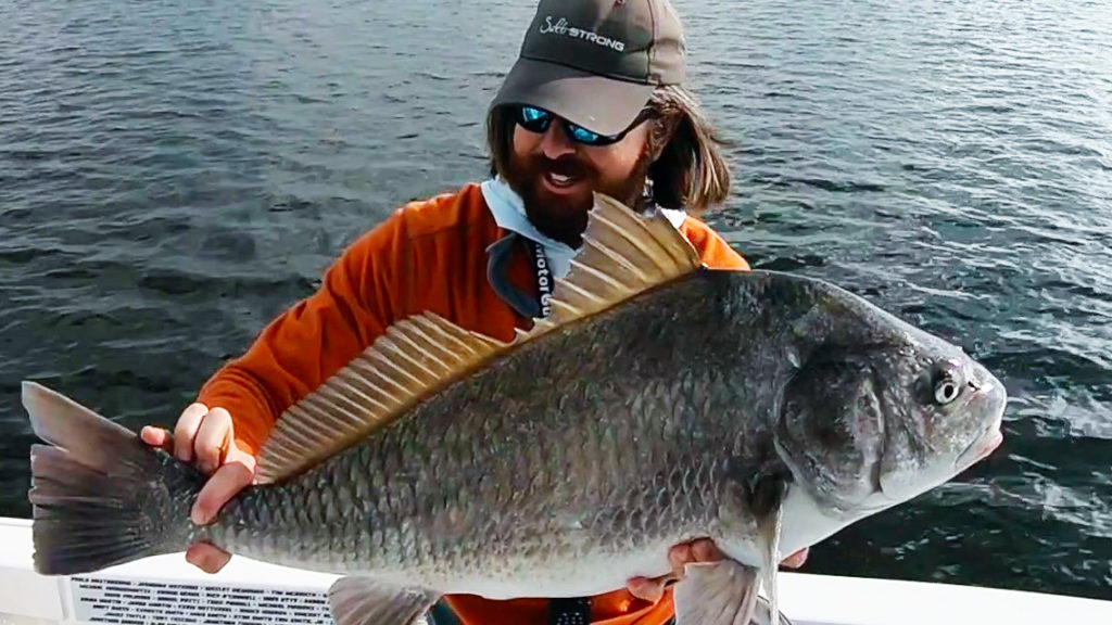 picky black drum