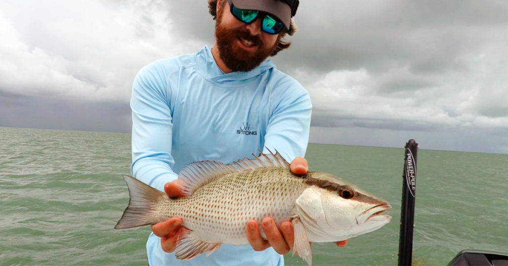 mangrove snapper