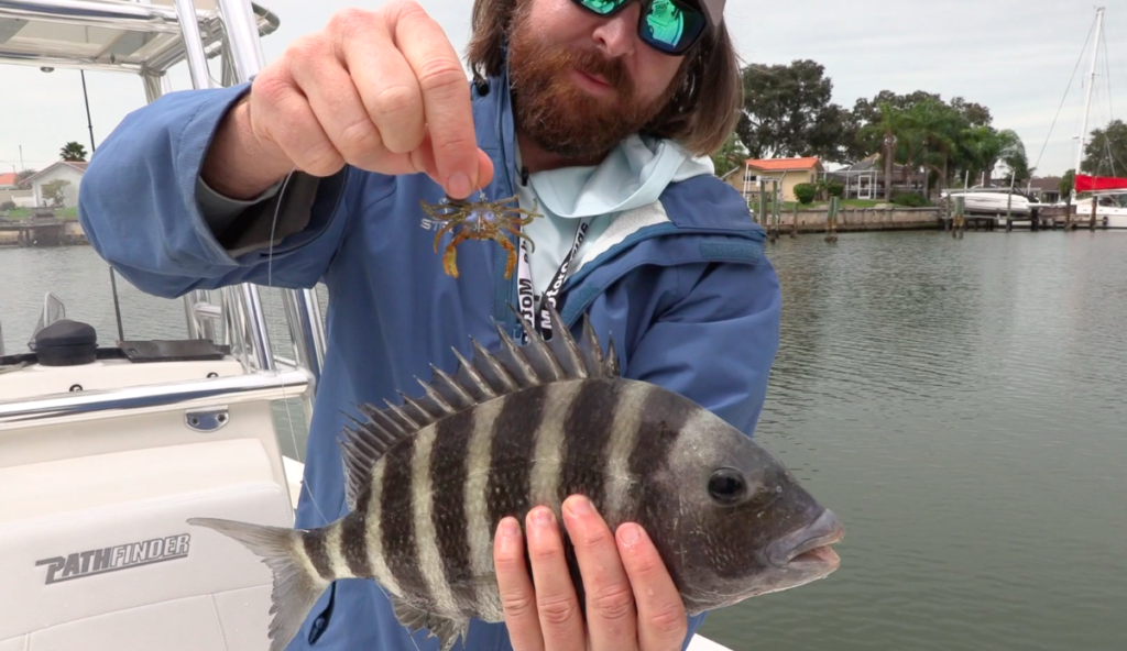 sheepshead on crust crab