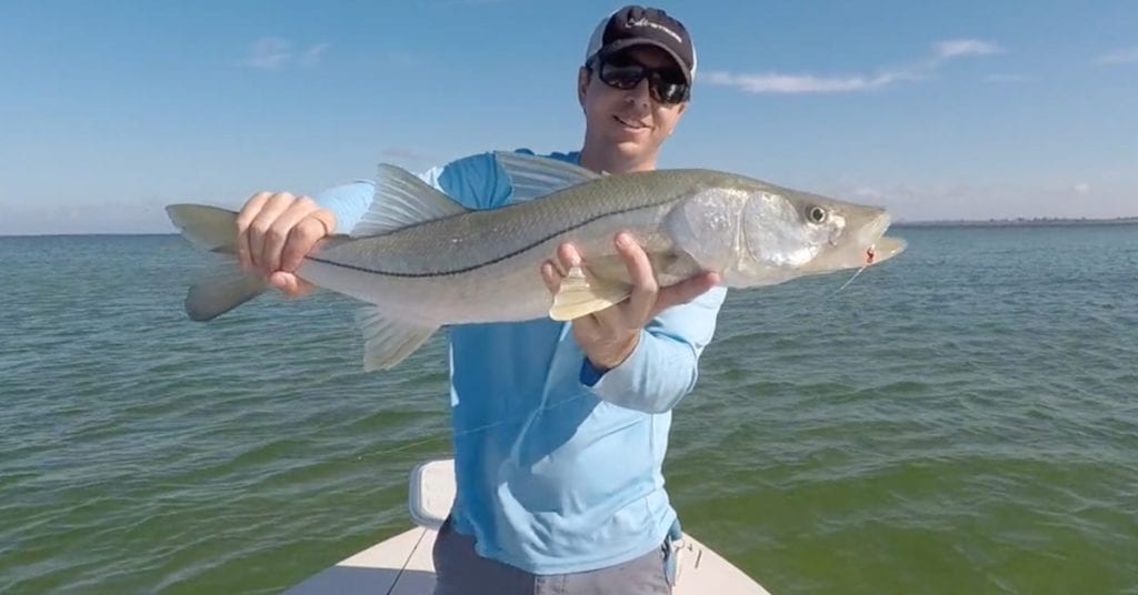 kishel fish scent snook