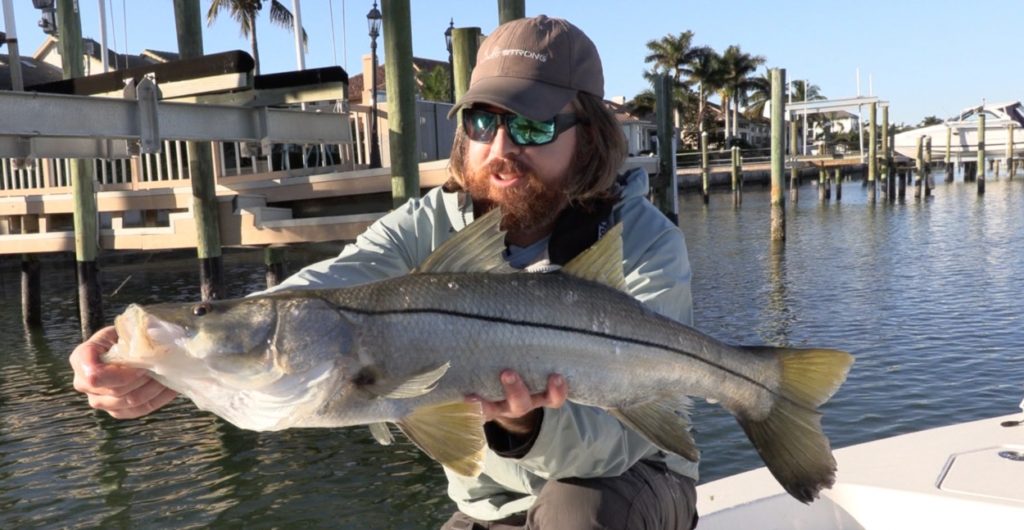 big snook on gulp shrimp