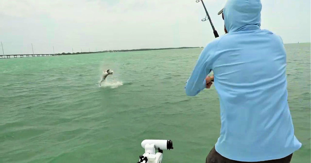tarpon on cut mullet