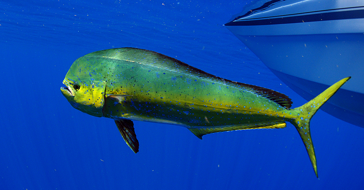 Mahi-Mahi Fishing Offshore