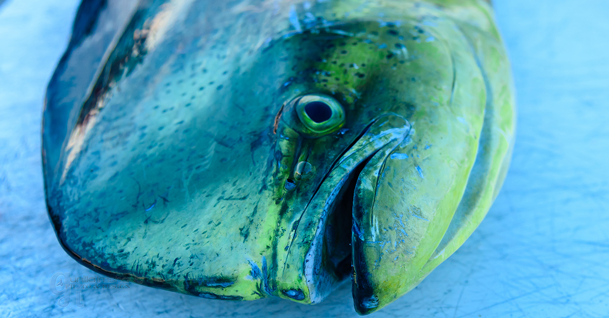 Mahi-Mahi Fishing