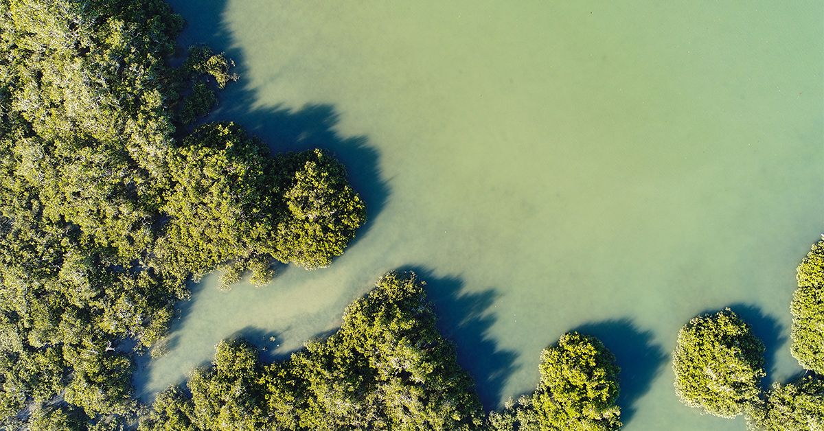 mangrove shoreline