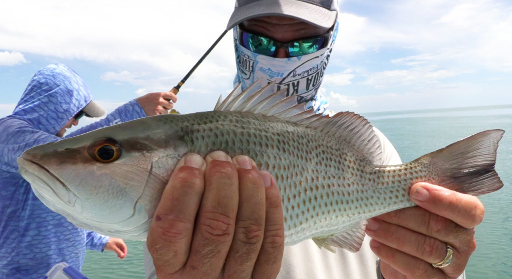 inshore mangrove snapper