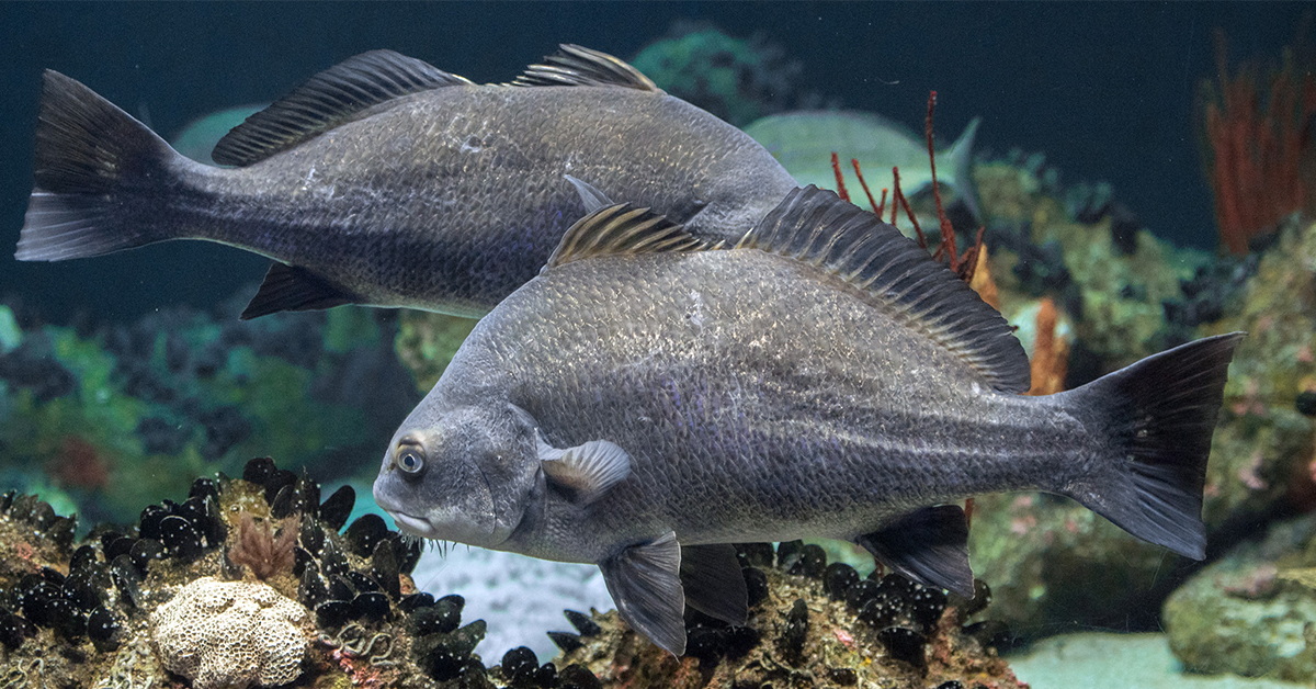 Black Drum on artificial reef