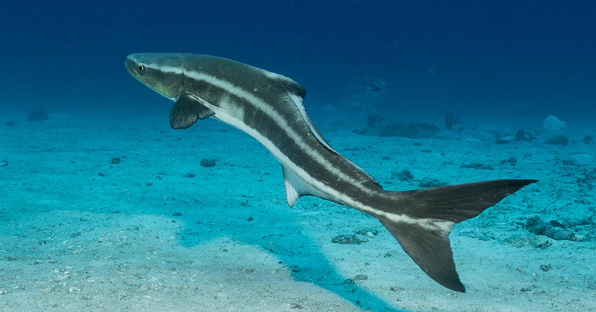 Mississippi Artificial Reef Cobia