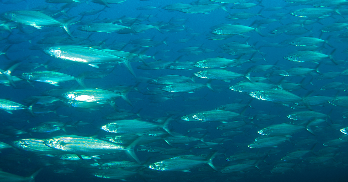 School of Spanish Mackerel