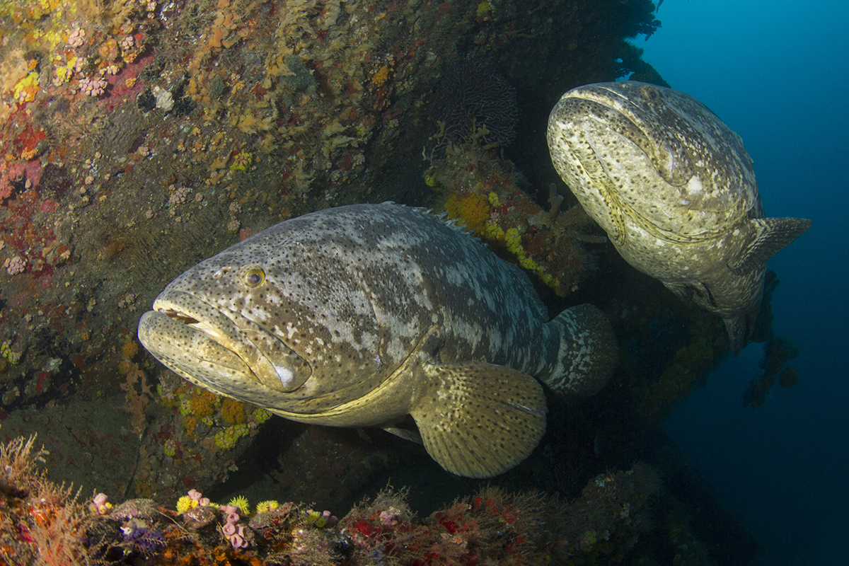 Grouper on Underwater Rig