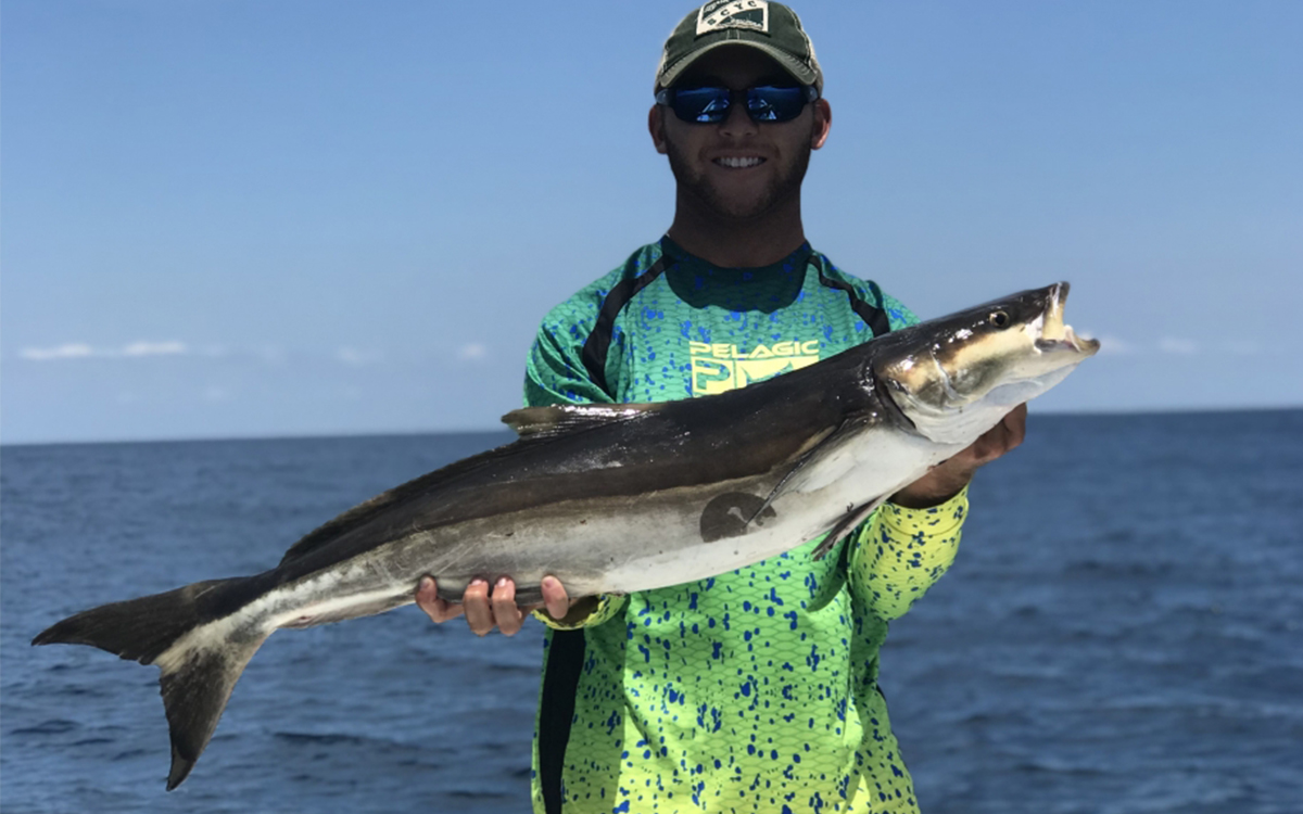 Cobia off North Carolina Artificial Reef