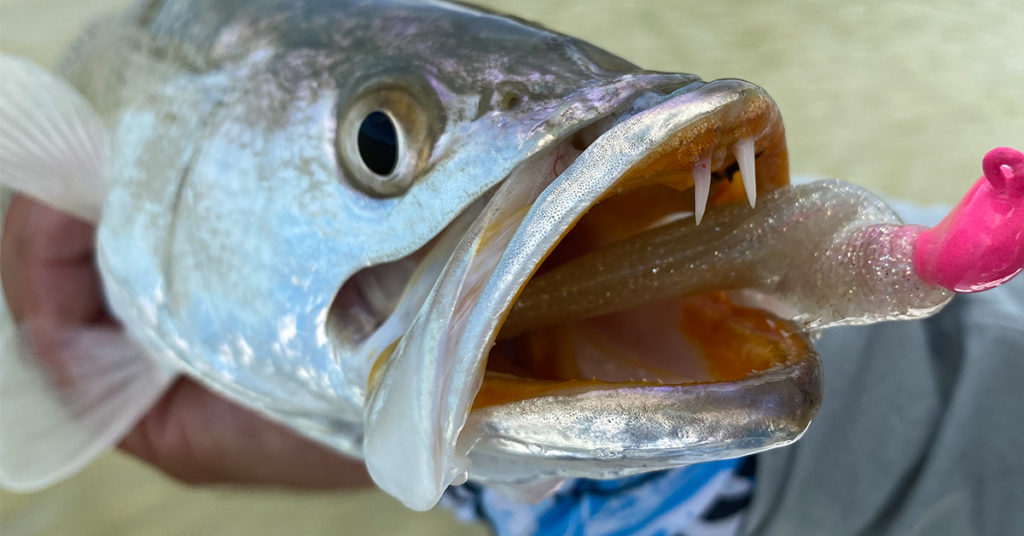 speckled trout on slam shady bomber