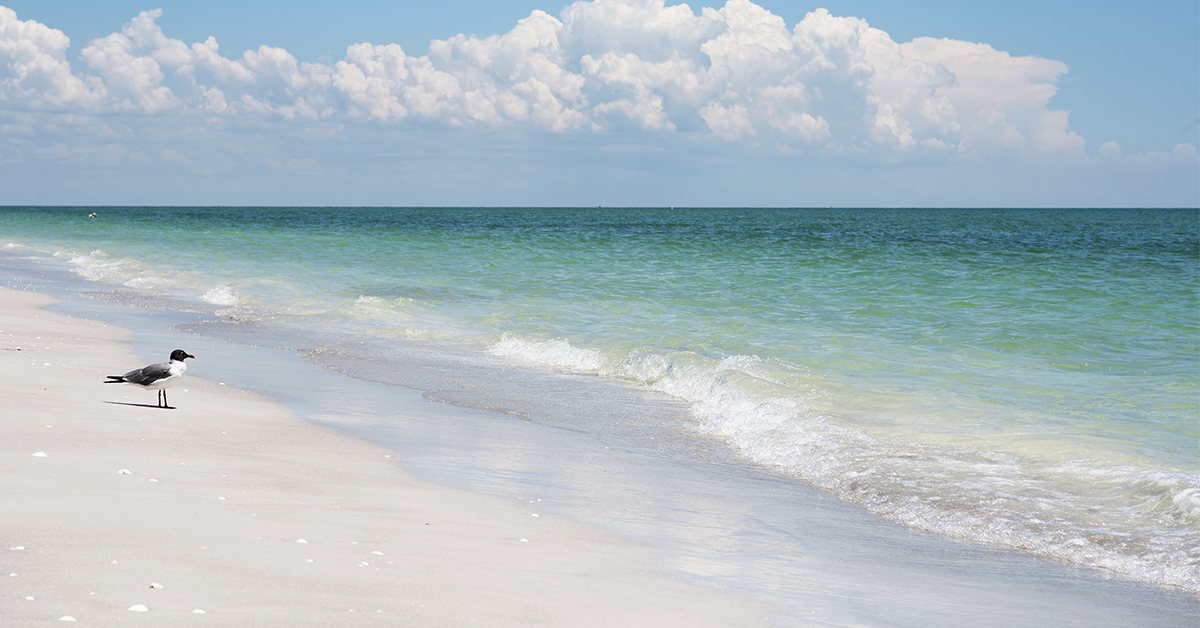 No Red Tide at Sanibel Island