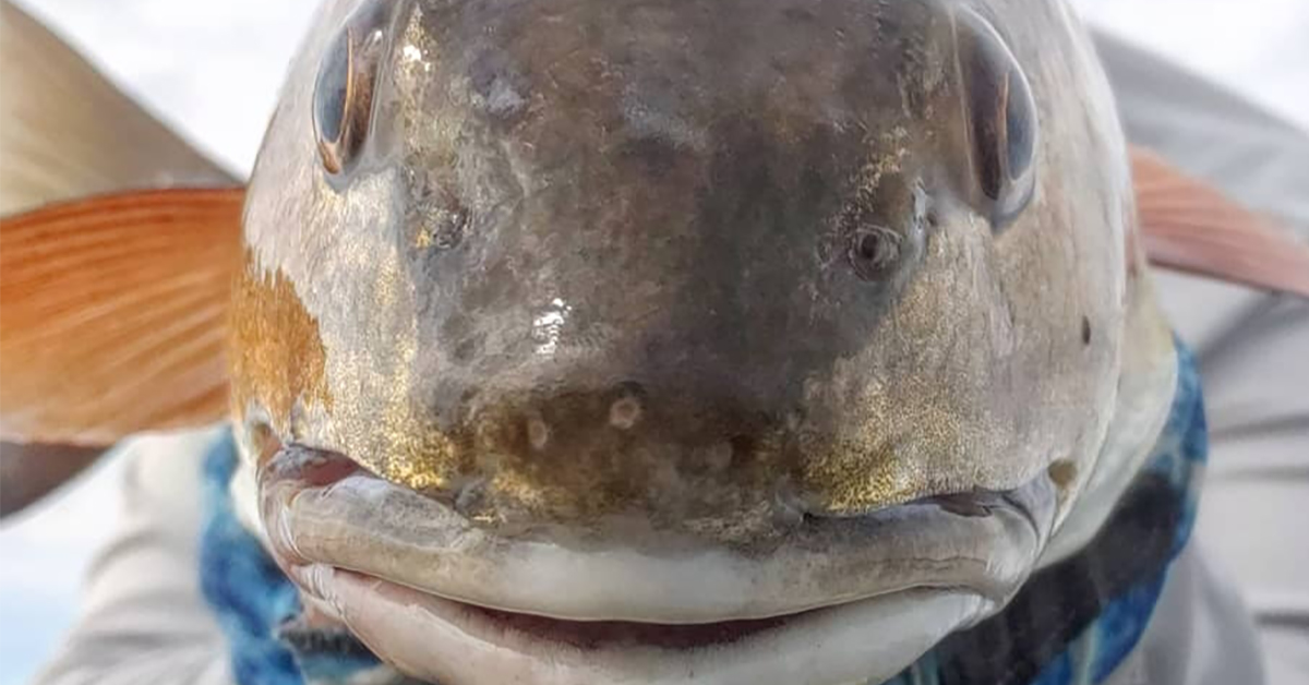 salt strong newsletter