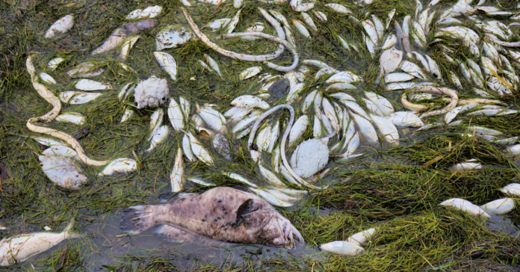 the truth about red tide