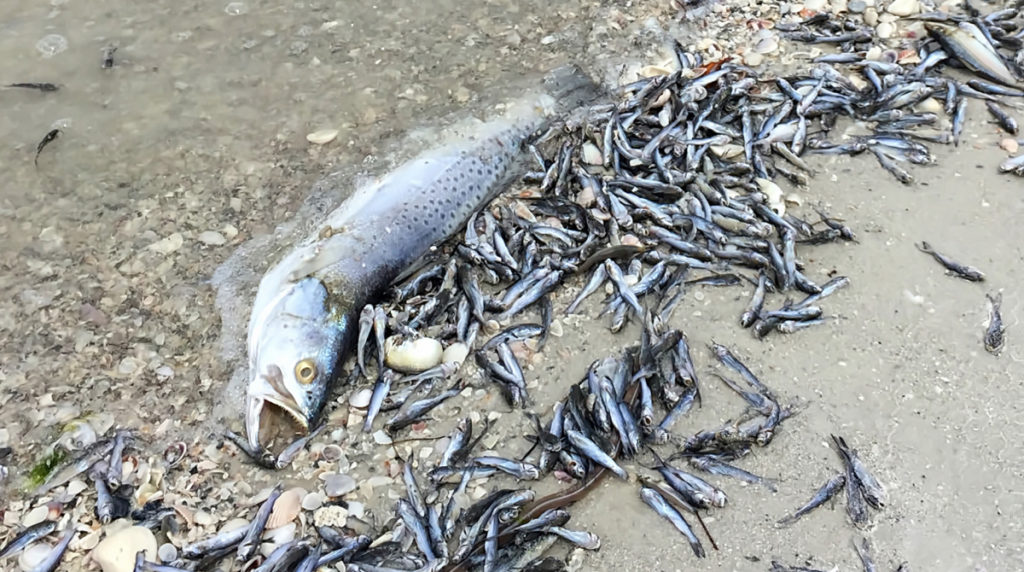red tide fish kill
