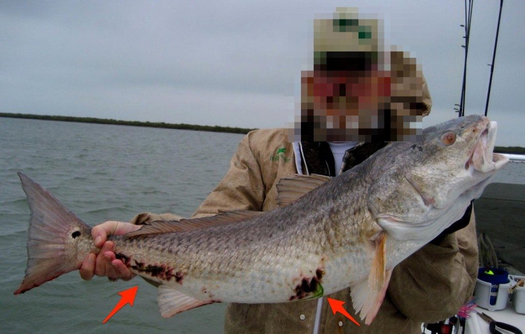 proper catch and release fishing techniqes