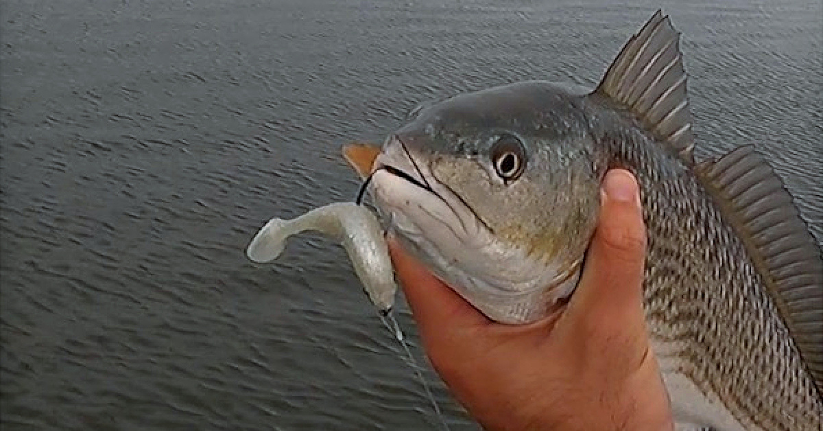 http://caught%20a%20redfish%20on%20our%20NEW%20lure