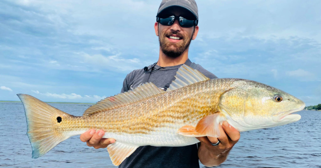 dead shrimp vs cut mullet