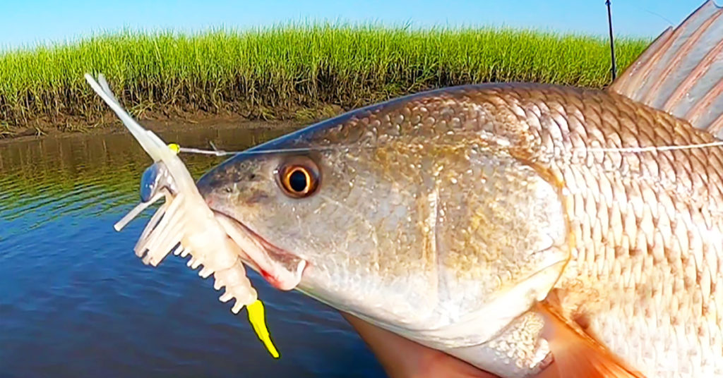 shallow water redfish
