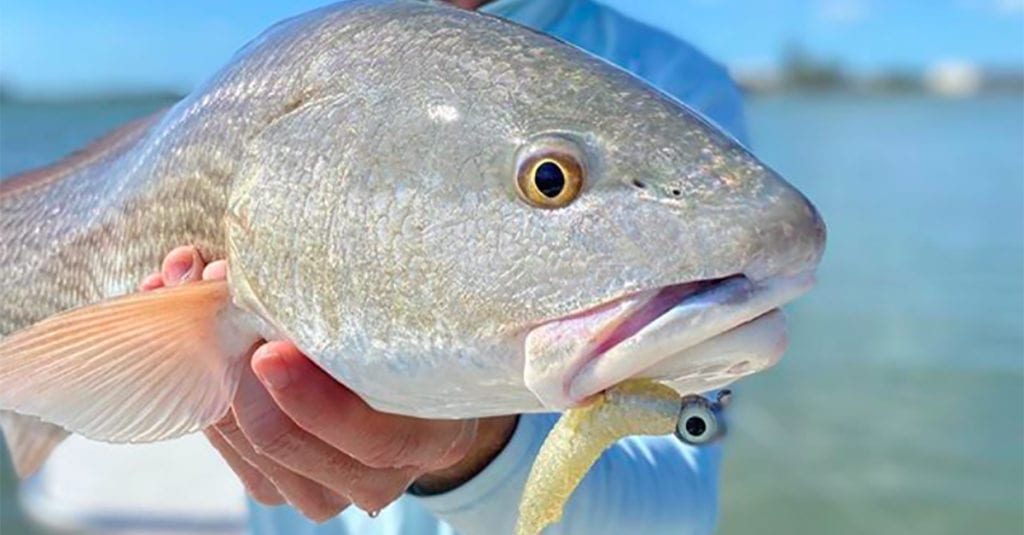 fish caught on slam shady