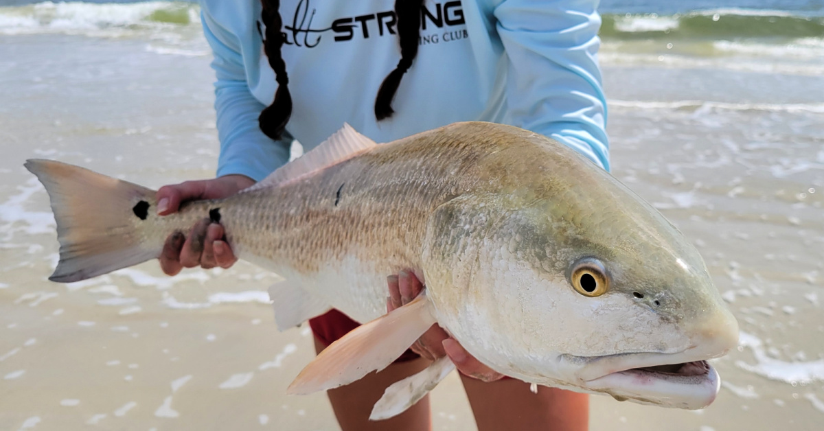 http://tactics%20to%20catch%20redfish%20in%20the%20surf