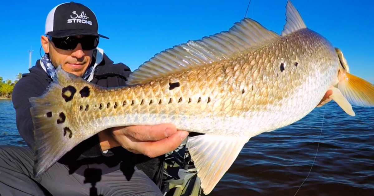 http://find%20feeding%20redfish