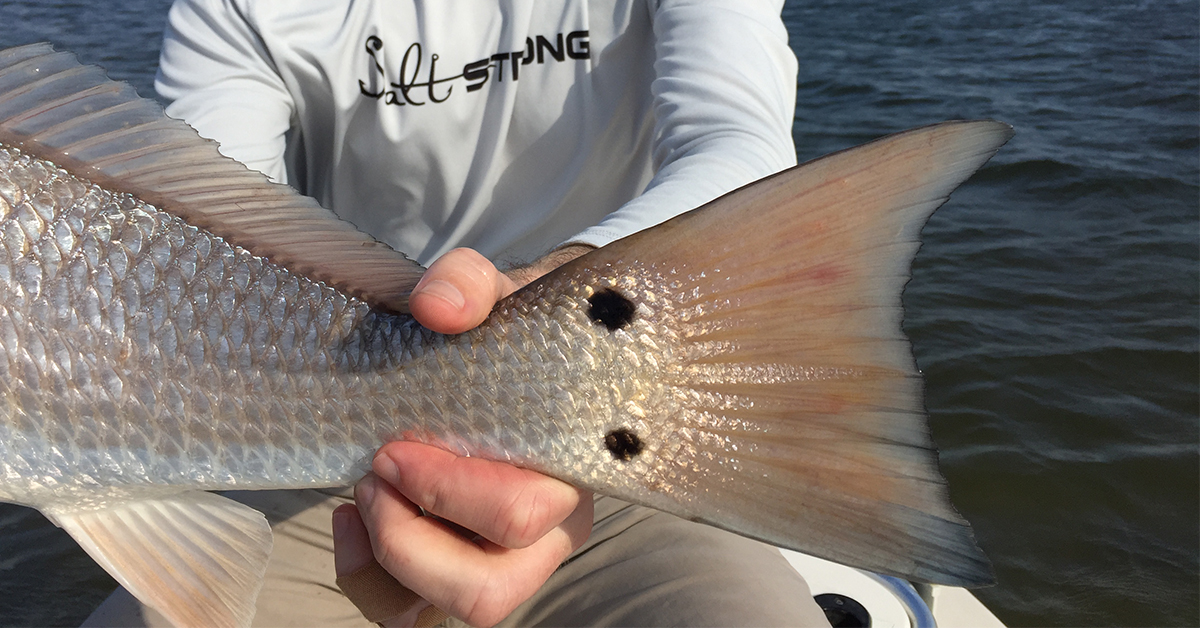 http://how%20to%20catch%20redfish