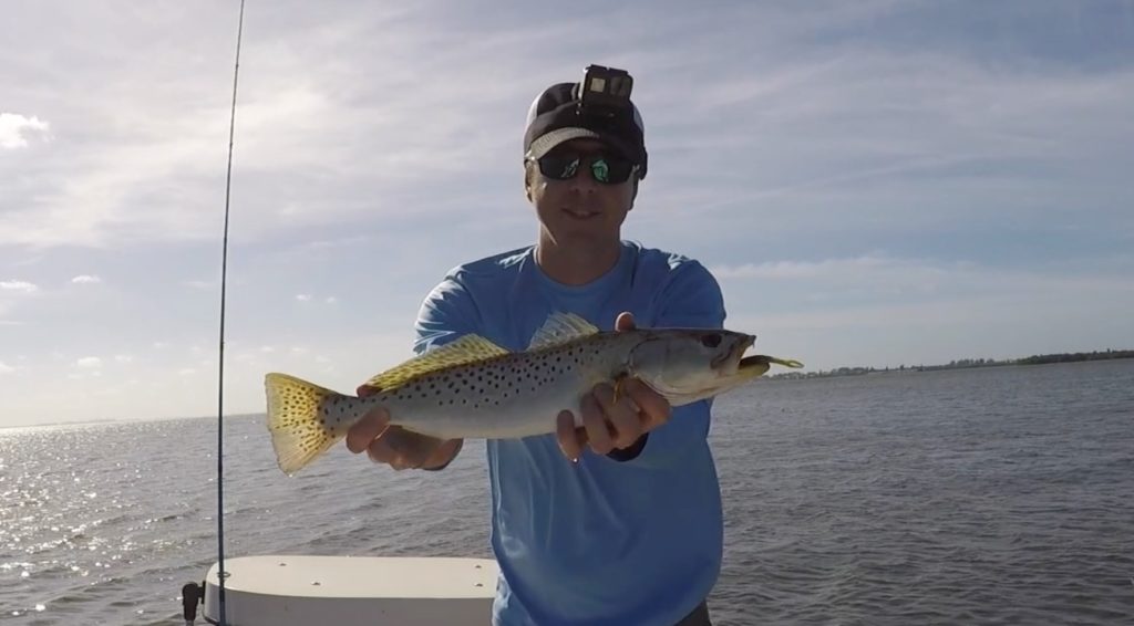 sarasota seatrout