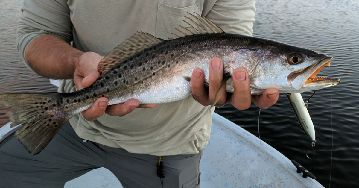 South Carolina Reef Trout