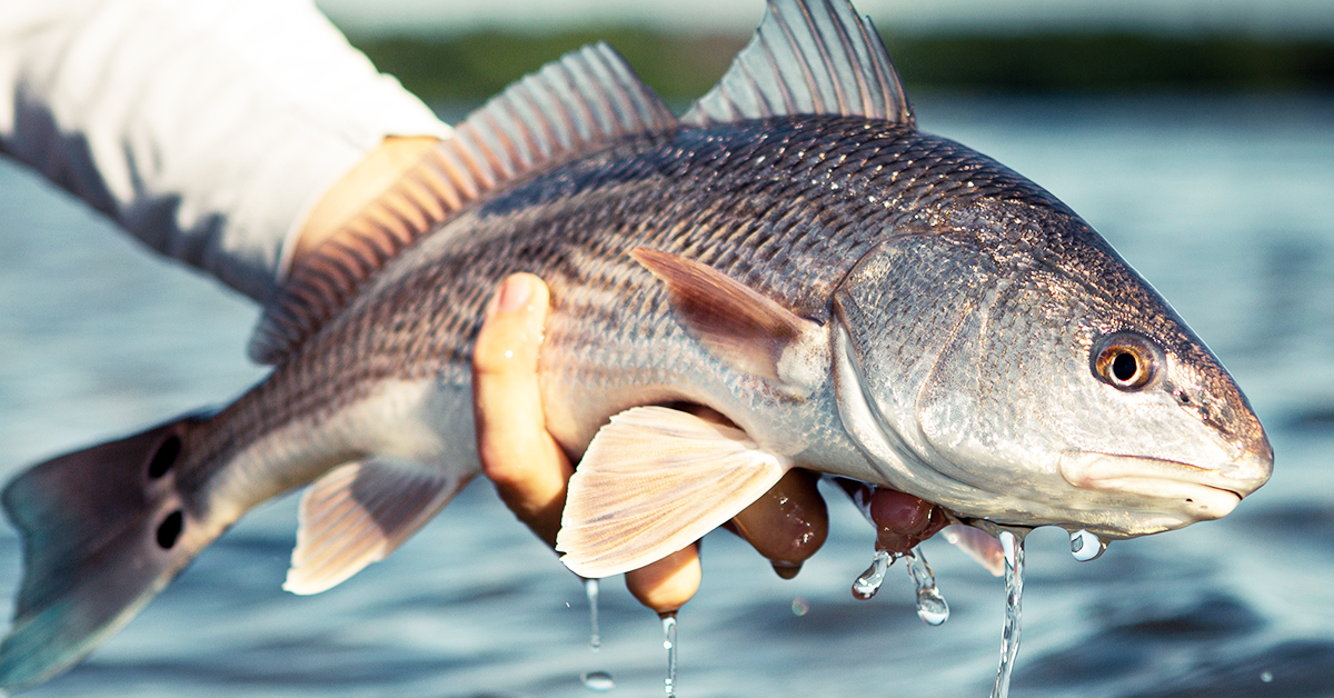 http://shallow%20water%20redfish
