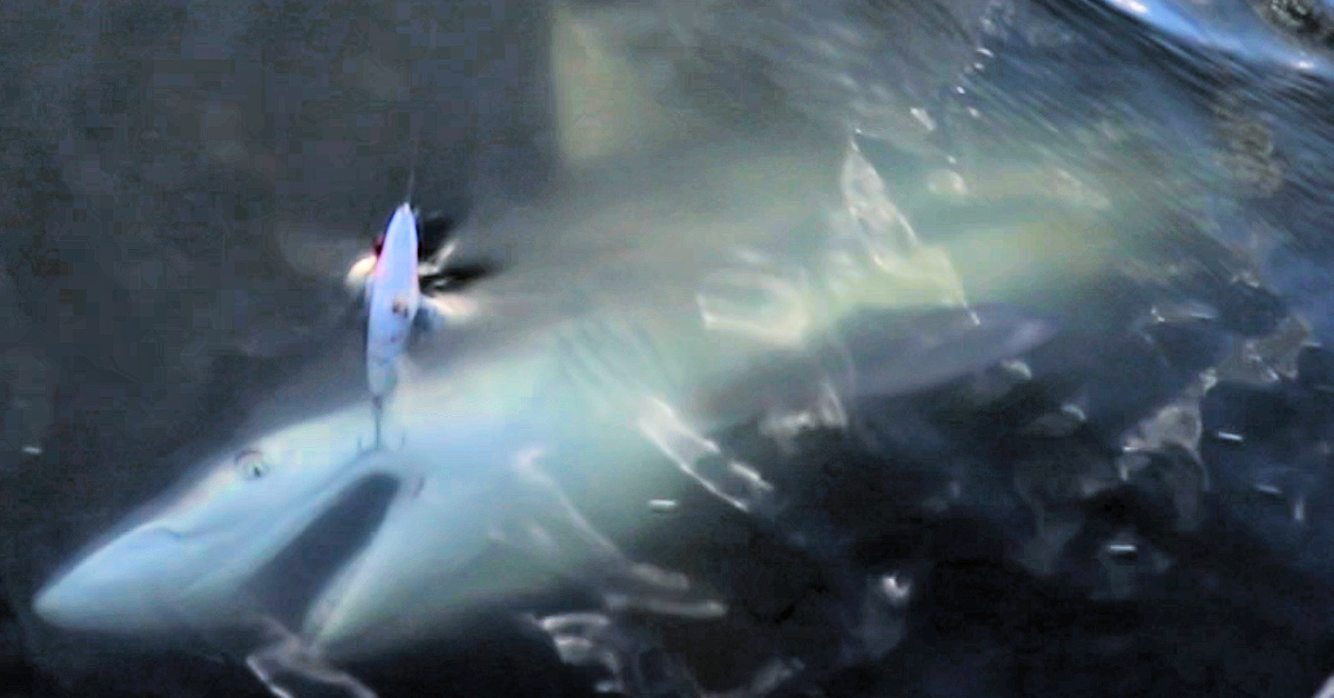 http://shark%20on%20topwater