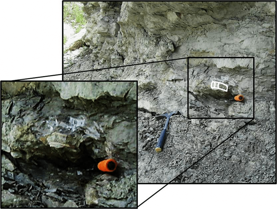 20ft mega shark found in texas