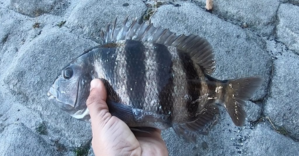 sheepshead