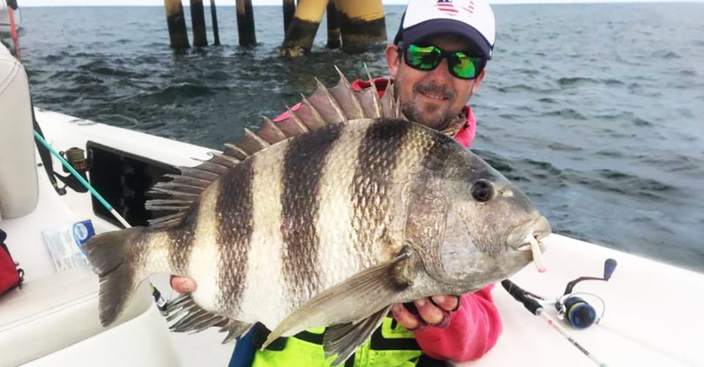 alabama state record sheepshead