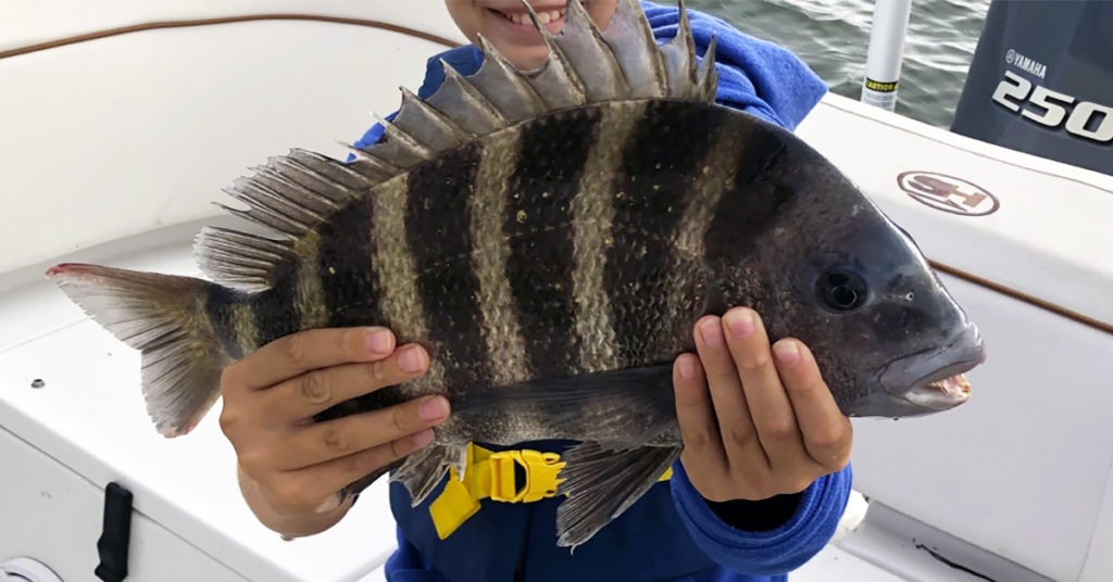 chum for sheepshead