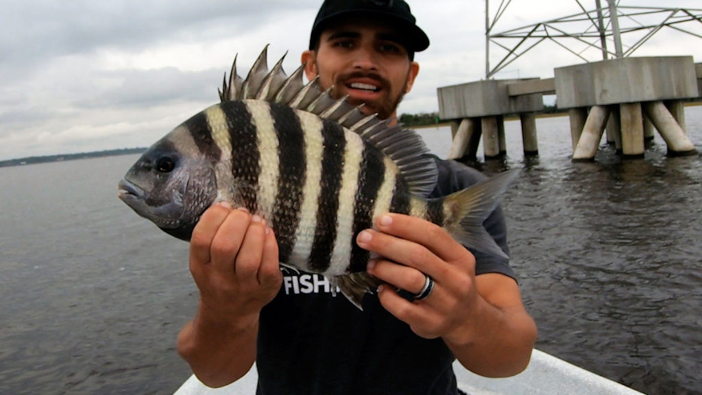 sheepshead rig