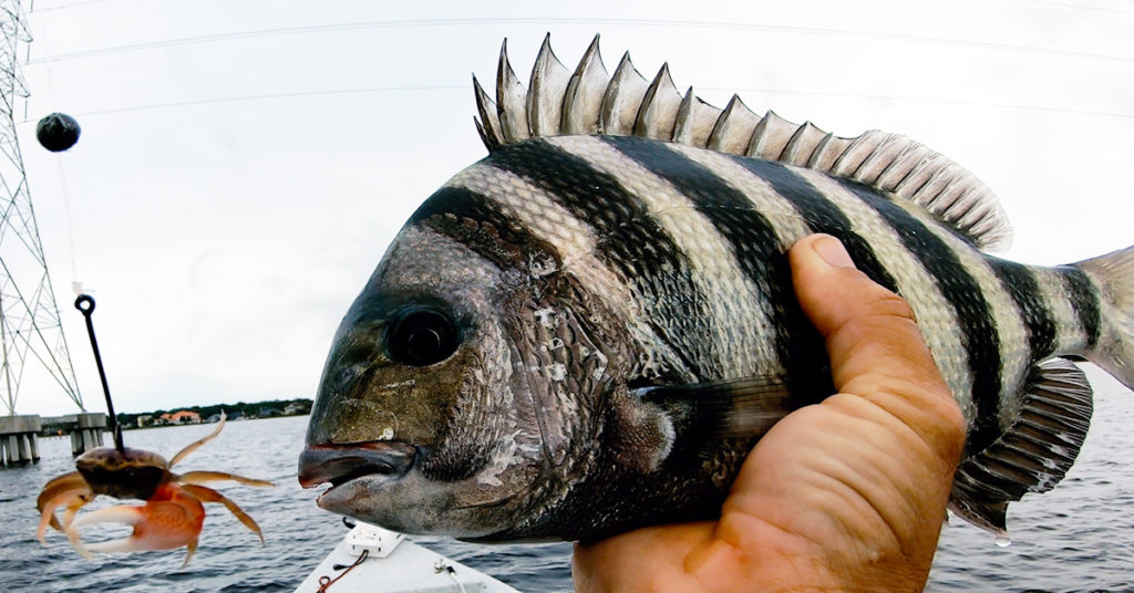 set hook on sheepshead