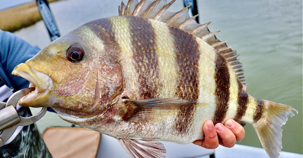 how to catch sheepshead using live shrimp