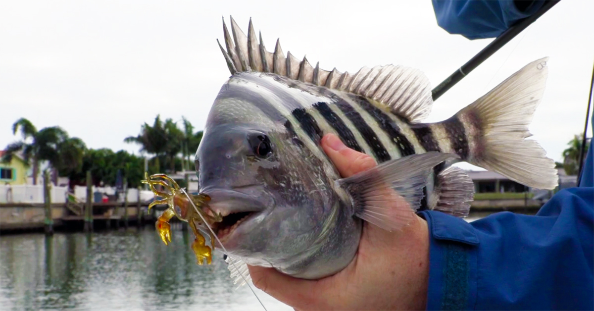 http://sheepshead%20on%20crusty%20crab