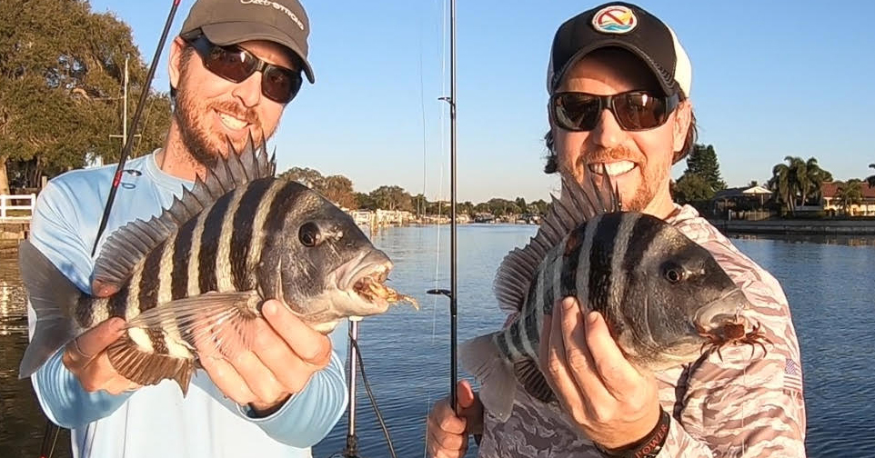 http://sheepshead%20on%20fake%20crabs